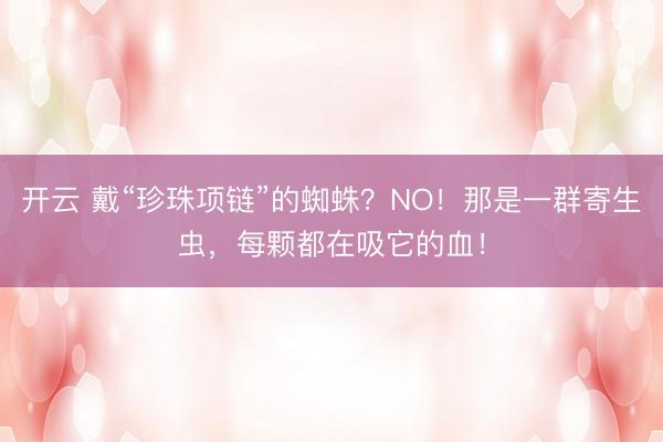 开云 戴“珍珠项链”的蜘蛛？NO！那是一群寄生虫，每颗都在吸它的血！